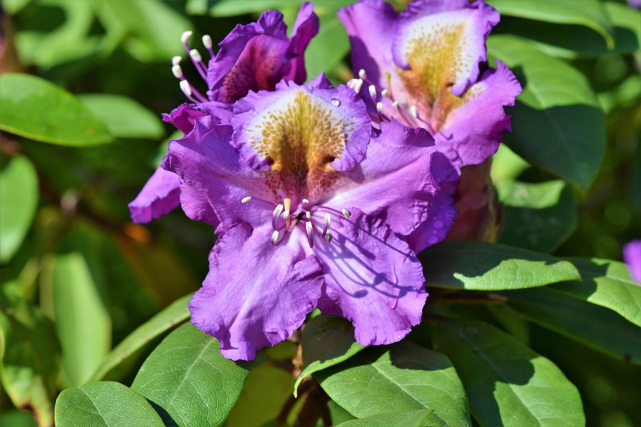 Best Plants for Low-Maintenance Garden Borders